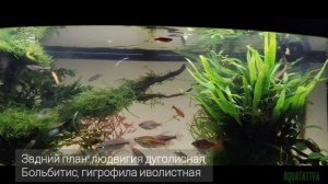 Акваскейп в Juvel Vision 180,