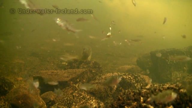 Fishing: pike attack a dead bait 2. Underwater fish camera. Рыбалка: щука атакует приманку. смотреть онлайн