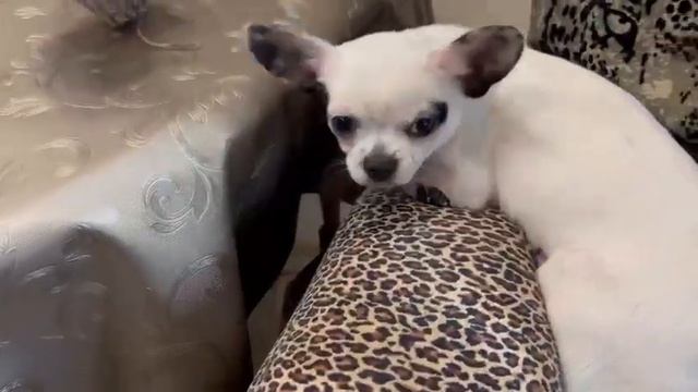 Камелия помогает мамочке в работе, выпускник питомника чихуахуа Кастропуло Крым с приветом из Москв смотреть онлайн