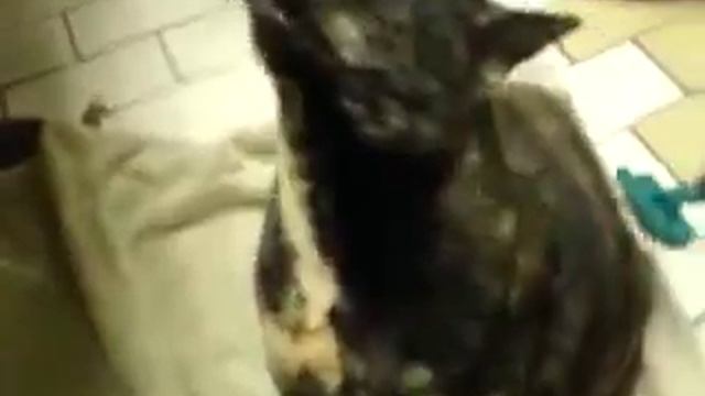 Кису бреют! смотреть онлайн