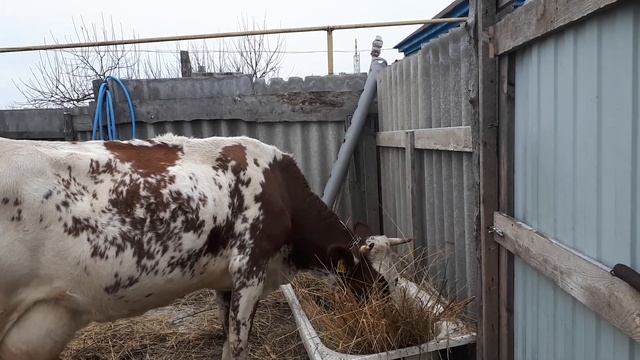 #ЧТО С КОРОВОЙ?#НУЖЕН СОВЕТ# смотреть онлайн