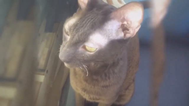 Cornish rex(корниш рекс) - funny cats one love смотреть онлайн