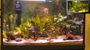 Освещение пресноводного аквариума: замена прежней лампы на мой светодиодный светильник. Было-стало.