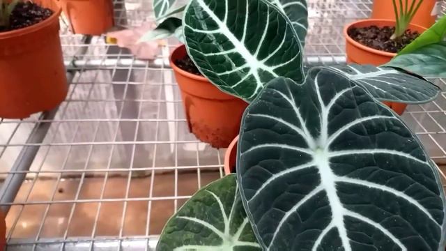 ANEKA MACAM JENIS TANAMAN HIAS ALOCASIA смотреть онлайн