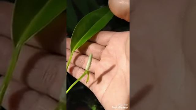 Anthurium Bakeri... Planta Epifita