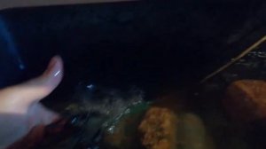 американский сигнальный рак