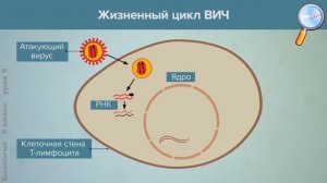 Биология 9 класс (Урок№9 - Особенности клеточного строения организмов. Вирусы.)