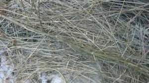 Универсальный измельчитель сена, соломы, травы