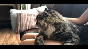 Стальное терпение кота - делаем маникюр. Смешные коты)