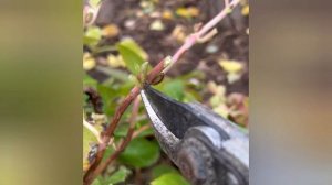 КАК УКРЫТЬ КРУПНОЛИСТНУЮ ГОРТЕНЗИЮ