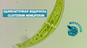 Closterium moniliferum