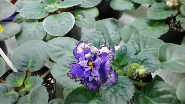 Фиалка. Первое цветение фиалки сорта Водяной селекционера Татьяны Дадоян.