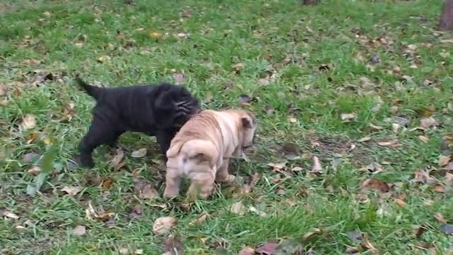 щенки шарпей Ингрэм Рей смотреть онлайн