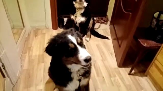 ЖДЕМ ПРОГУЛКУ.                                                         Бернский Зенненхунд смотреть онлайн