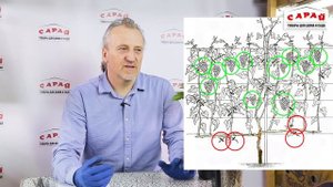 Обрезка винограда весной, летом и осенью. Увеличиваем урожай!