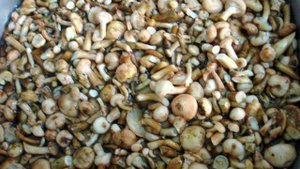 Опята маринованные