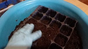 Пикировка рассады  Виола Кул Вейв🌺  #виола #цветы #рассада