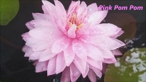 Ваши кувшинки 2019 год   кувшинка, нимфея, водные растения, пруд