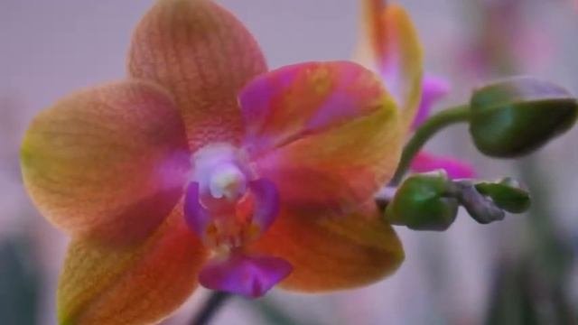 Orchid Roots! Phalaenopsis Royal Yellow Re-blooms With Colorful Flowers | Orchid Care Tips