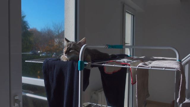 フランス暮らし🧦冬支度 | 寒い季節を温かく迎える為に購入したもの | HAUL | 猫との暮らし | 海外生活vlog
