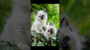 Мама - Динар Рахматуллин (Обычная Песня)