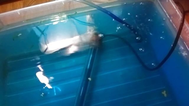 Нерест барбусов. икра барбусов, малек. Чистим дно у мальков. смотреть онлайн