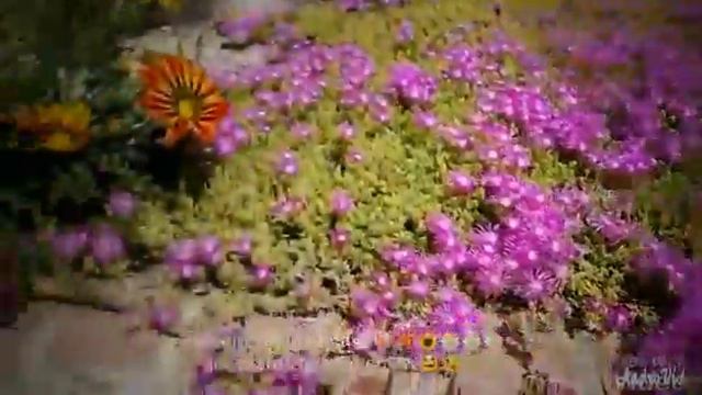My ice plants ground cover (Part II) 😃😉🌸🌹🌺🌻🌼🌼 смотреть онлайн