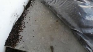 Как укрыть бетон в мороз. Уход за бетоном.