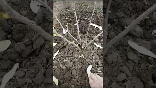 Подкормка чёрной смородины крахмалом.#shorts