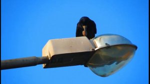 ворона и орех