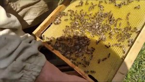 Уходим от роения по методу В.Г. Кашковского. Расширение семьи гнездовым корпусом. Ч.1