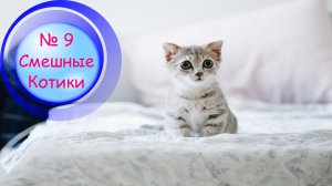 Котики Смешные?№9