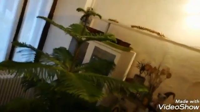 A PINE IN THE HOUSE, NORFOLK PINE, ARAUCARIA HETEROPHYLLA, OR ARAUCARIA EXCELSA