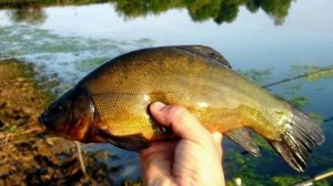 Как поймать ХИТРУЮ РЫБУ! Интересные факты о Лине.