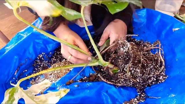 Propagating My Variegated Monstera Deliciosa Borsigiana- Ruby's Plants смотреть онлайн