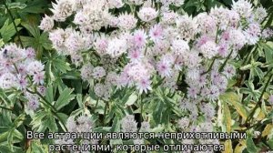 Астранция (цветок)