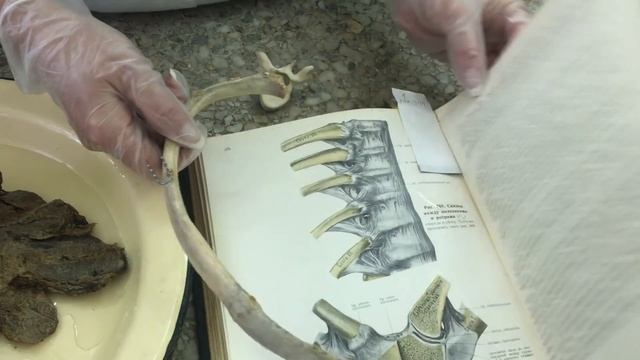 Соединения позвонков, позвоночного столба с черепом. Соединение ребер