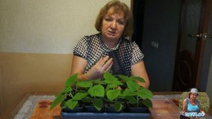 Будет ли Павловния расти и цвести на Саратовской земле?? (Часть 1)