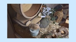 ВСЯ ПРАВДА О ХОМЯКАХ ? || Плюсы и Минусы Содержания Хомяков ? || Как Ухаживать за Хомяком ?❓️