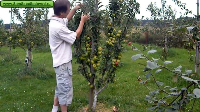 Колоновидная яблоня 'Арбат'