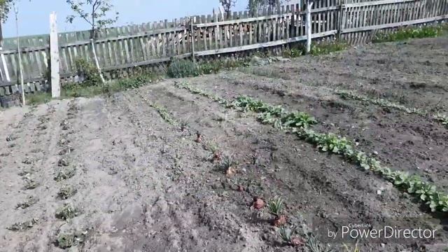 Гусятам Линда 55 дней// мускусные утята// окотилась коза двойней// #85 смотреть онлайн