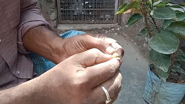 Hibiscus plants seeds colection.(Joba gache r Bij songroho ) смотреть онлайн