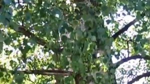 Санкт-Петербург. Удельный парк