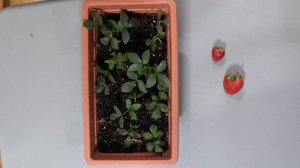 Выращивание клубники из семян. Разоблачение обмана.