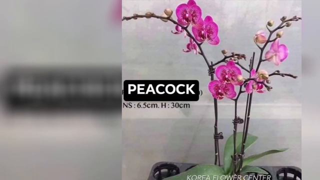 ORCHIDS VARIETIES WITH NAMES смотреть онлайн