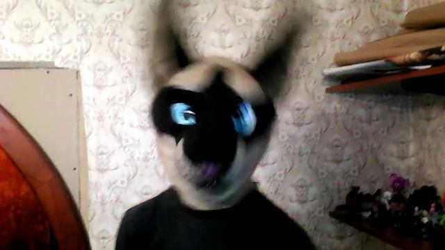 Фурсьют голова сиамской кошки. смотреть онлайн