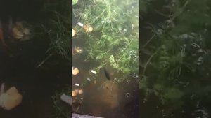 Тритон Испанский
