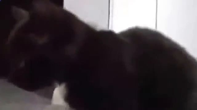 Кошки приколы видео - Песня черной кошки! смотреть онлайн