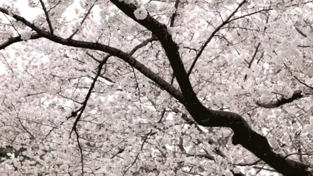 Пусть каждое утро, будет для вас добрым. смотреть онлайн