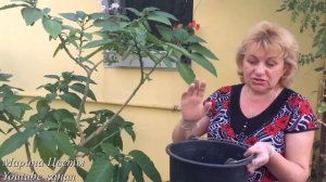 БРУГМАНСИЯ - ВЫКАПЫВАЕМ, ГОТОВИМ К ЗИМОВКЕ